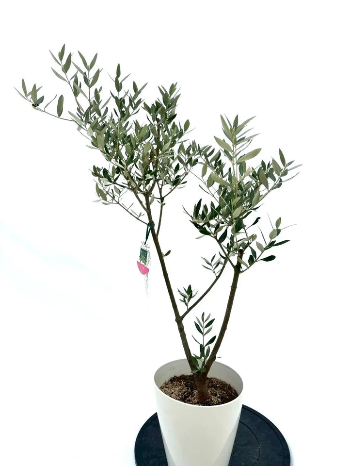 オリーブの木　ミッション 人気・直立型】ミッション（オリーブの木）〈シンボル向き