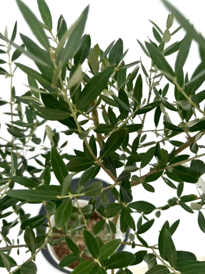 オリーブの木　ミッション　10号　約155cm　NO.613　人気品種　現品掲載 オリーブの木 ミッション 10号 約155cm NO.613 人気品種 現品