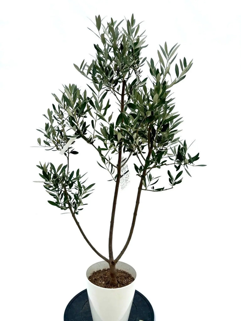 オリーブの木　ミッション オリーブの木 ミッション ⁡高木・常緑樹 ⁡ ⁡にわいろSELECT新着商品の