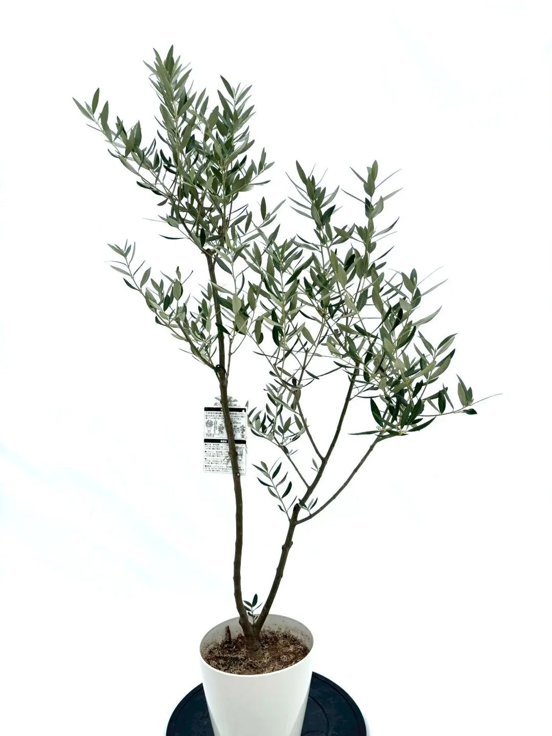 人気・直立型】ミッション（オリーブの木）〈シンボル向き