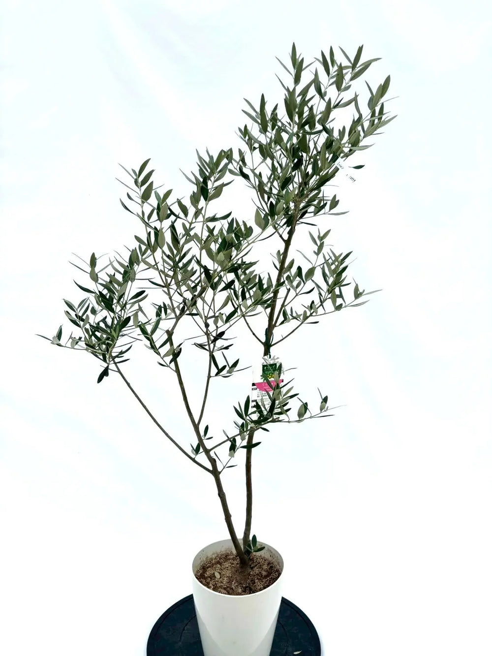 人気・直立型】ミッション（オリーブの木）〈シンボル向き〉｜130cm｜S