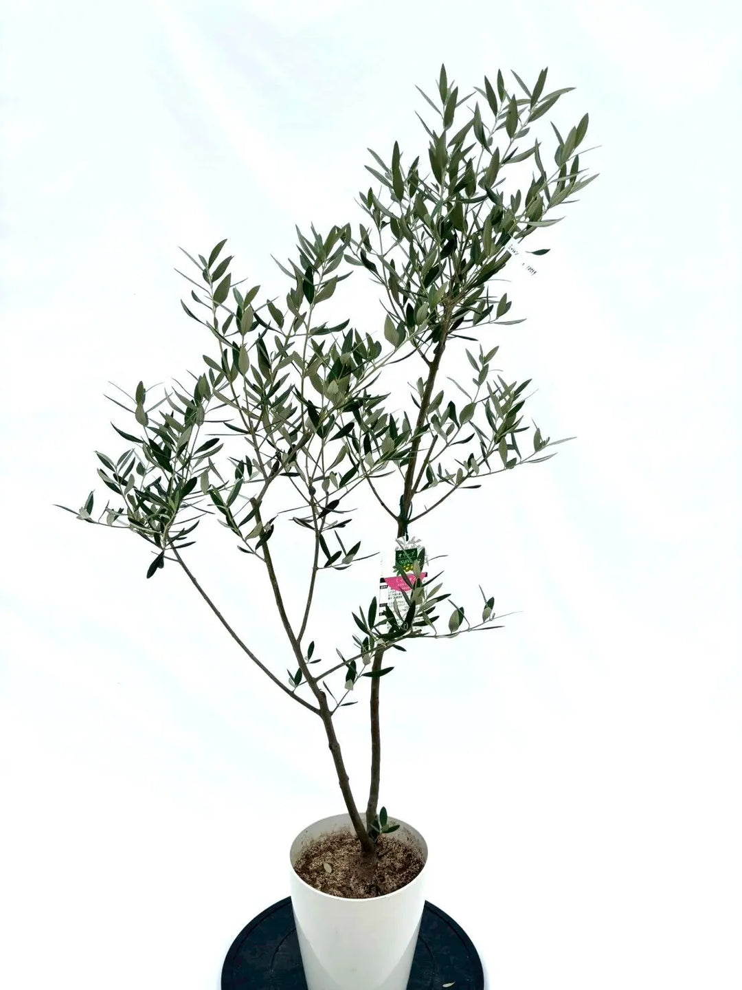 【現品】オリーブの古木　品種名：ミッション　オールドオリーブ　13号　P5番 Yahoo!オークション - オリーブ古木 古木オリーブ