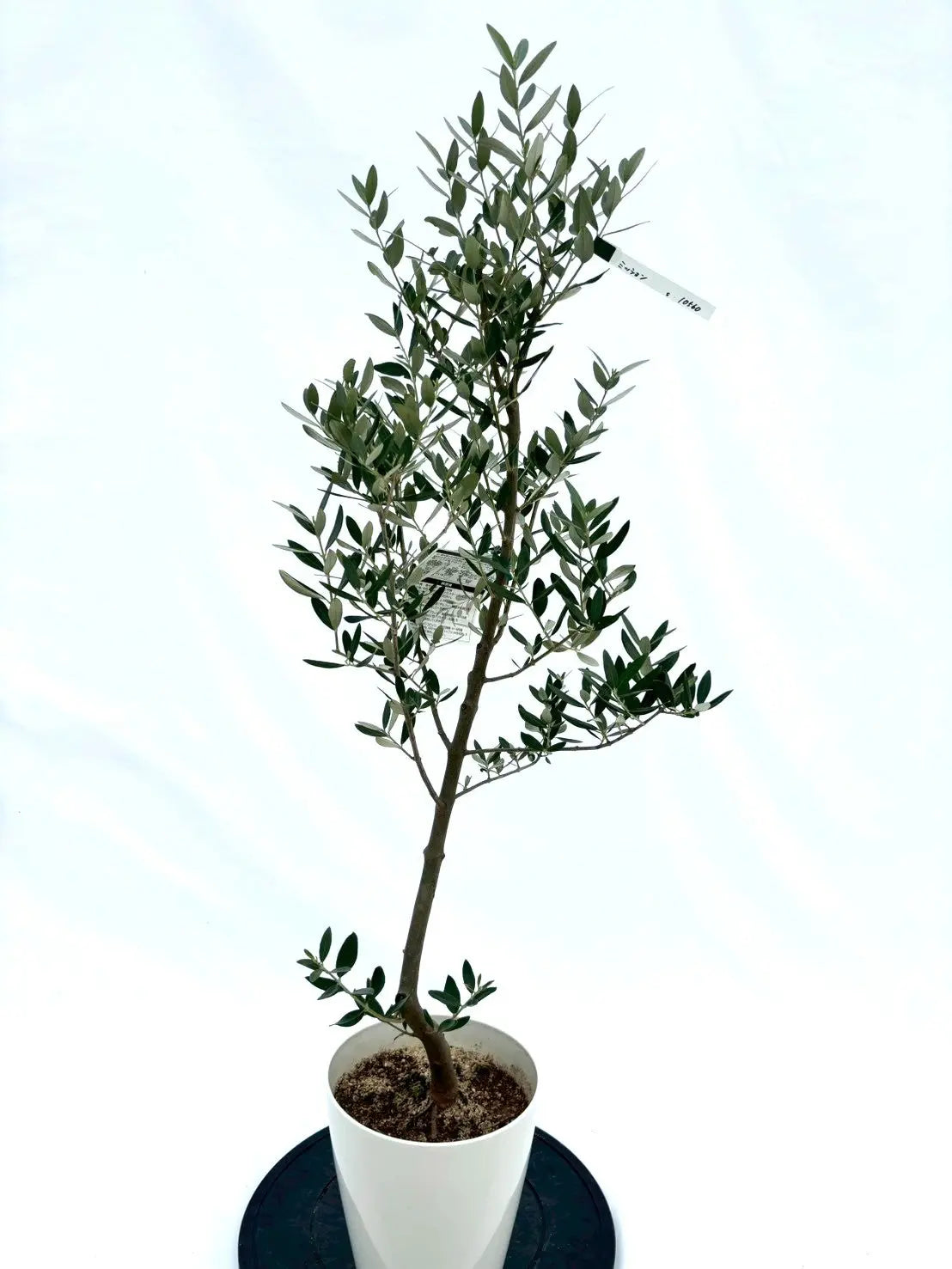 1 オリーブの木　ミッション olive-mission-62_1.jpg?1735098023