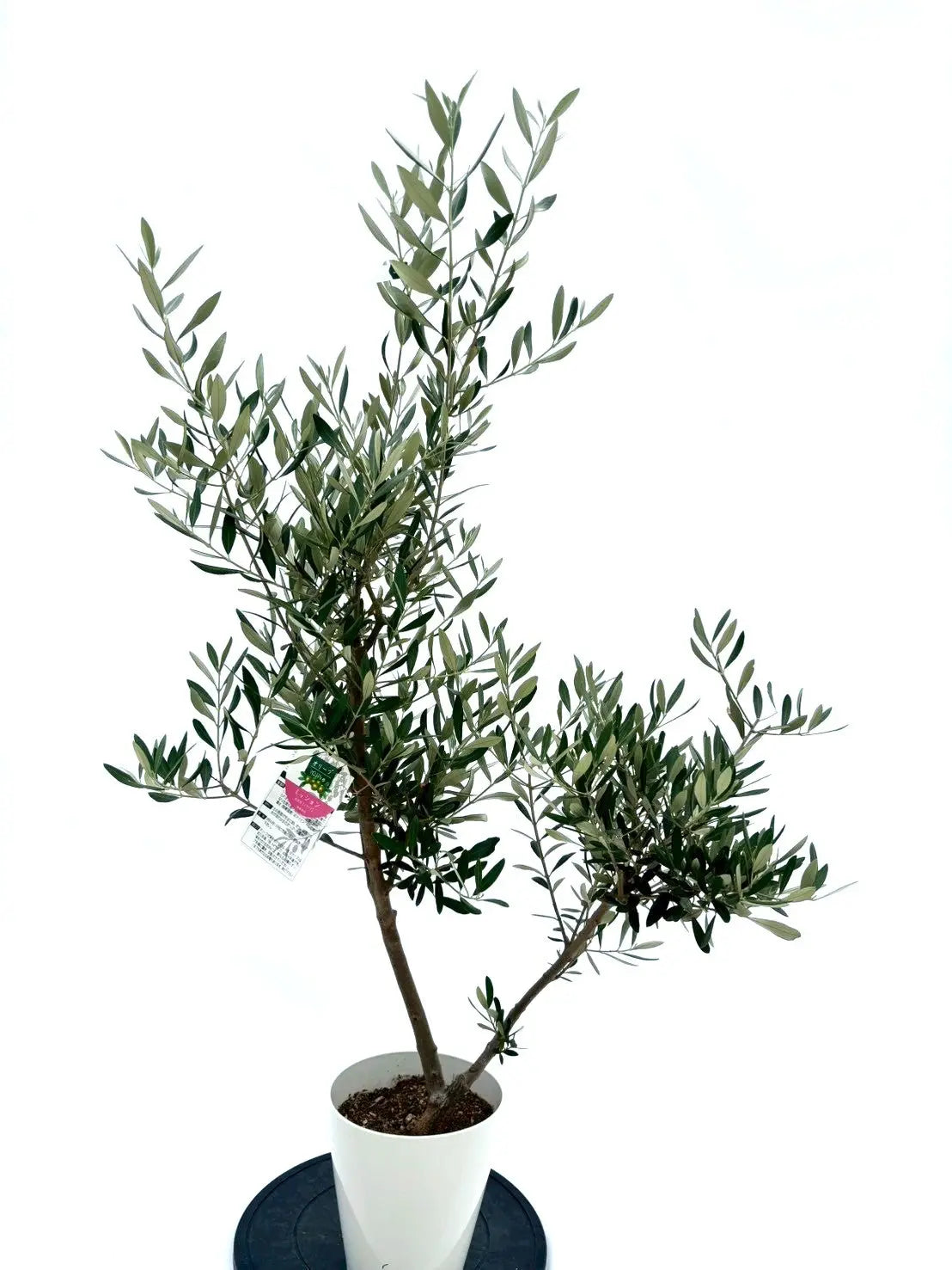 人気・直立型】ミッション（オリーブの木）〈シンボル向き〉｜130cm｜S