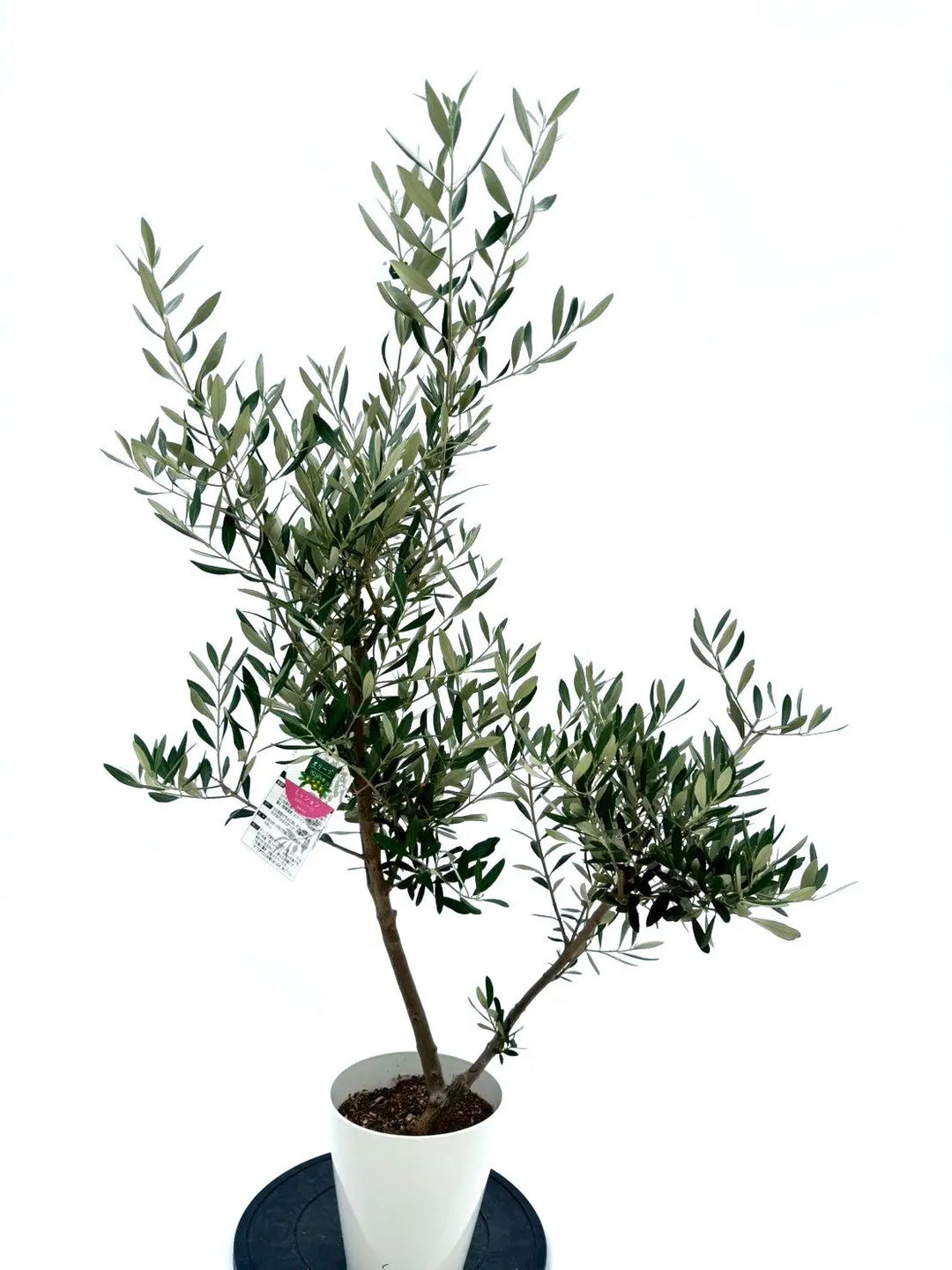 オリーブの木 ミッション 7号 約140cm NO.706 人気品種 現品掲載