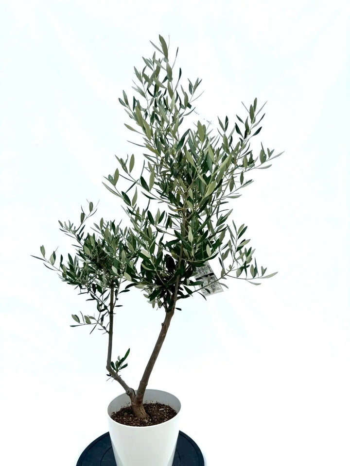 オリーブの木　ミッション　1 人気・直立型】ミッション（オリーブの木）〈シンボル向き〉｜130cm｜S