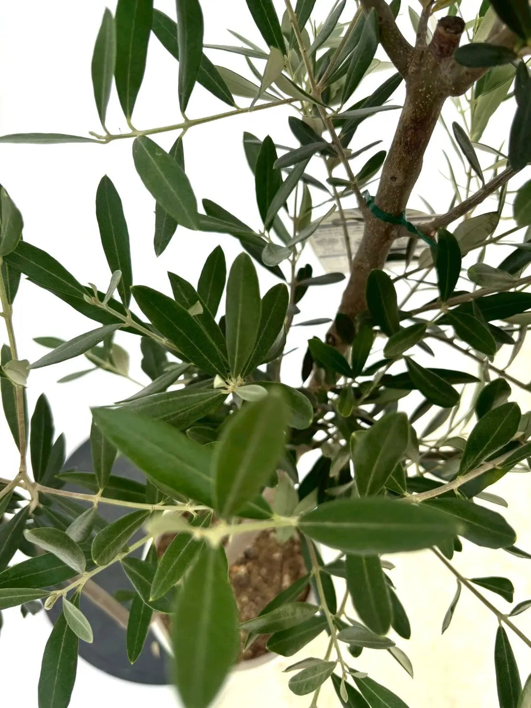 人気・直立型】ミッション（オリーブの木）〈シンボル向き〉｜130cm｜S