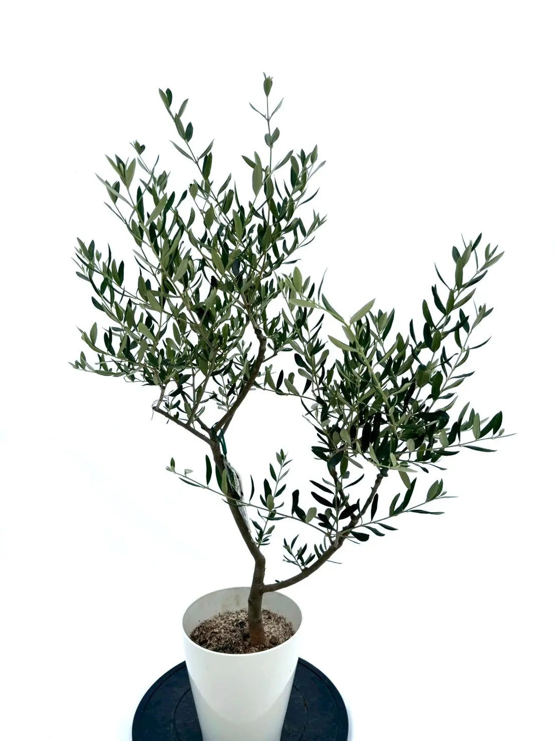 NO.10562-1_d4f355af-44df-464b-