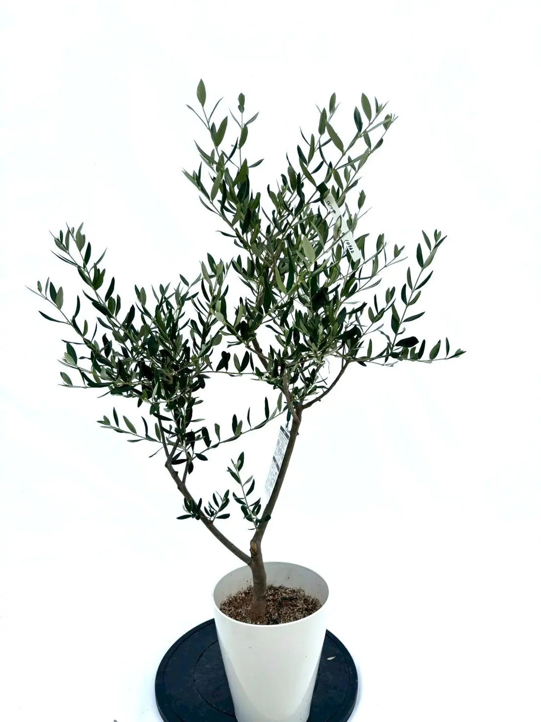 オリーブの木　ルッカ　約180cm　NO.1865　大型　現品掲載　人気品種 オリーブの木 ルッカ 約180cm NO.1865 大型 現品掲載 人気品種
