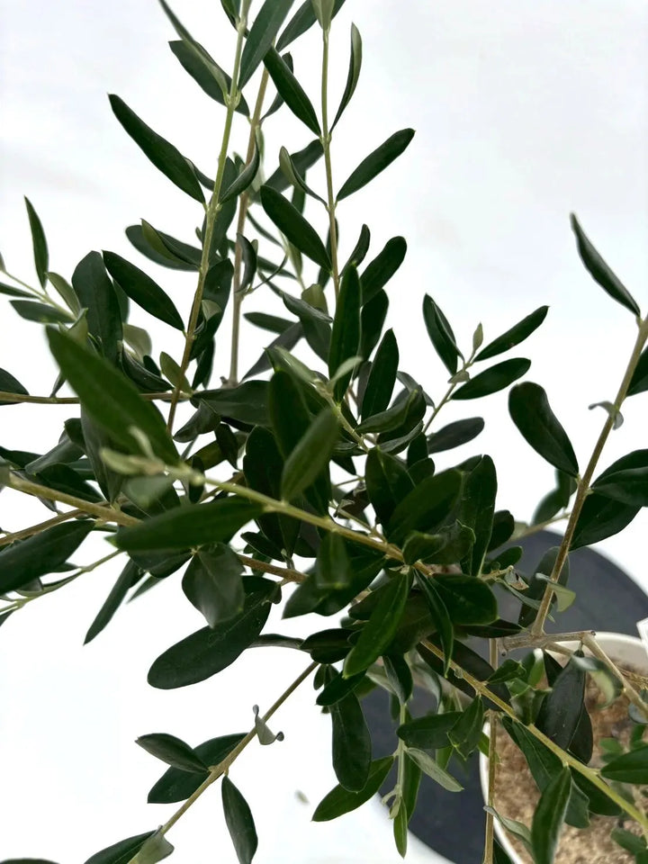 オリーブの木 ルッカ 10号 約175cm NO.582 人気品種 一点物 オリーブの