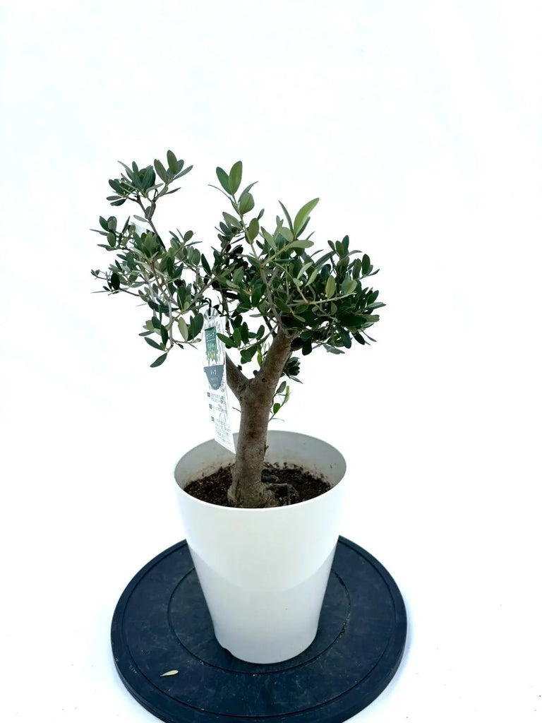オリーブの木 ルッカ 盆栽風 8号 約40cm 現品販売 おしゃれ 観葉植物 選べる現品：オリーブの木 ルッカ 8号*現品 大型
