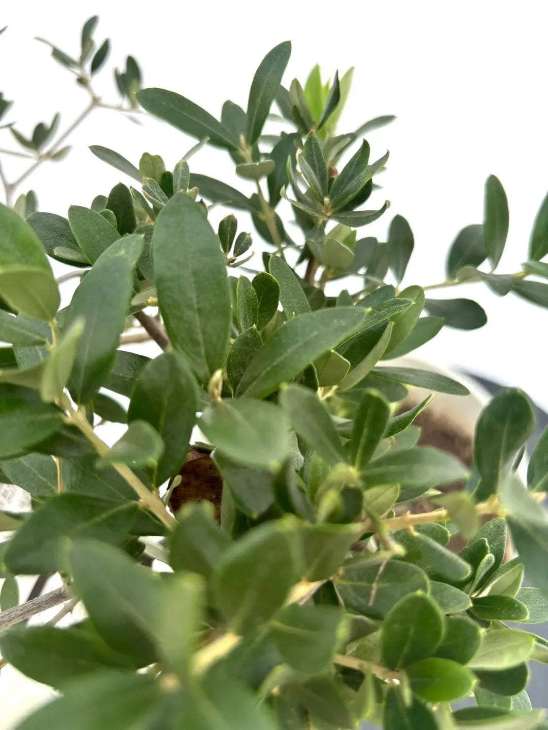人気・寒冷地対応】ルッカ（オリーブの木）〈初心者向き〉｜55cm｜S