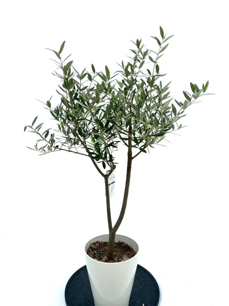 人気・銀葉】レッチーノ（オリーブの木）〈シンボル向き〉｜100cm｜S