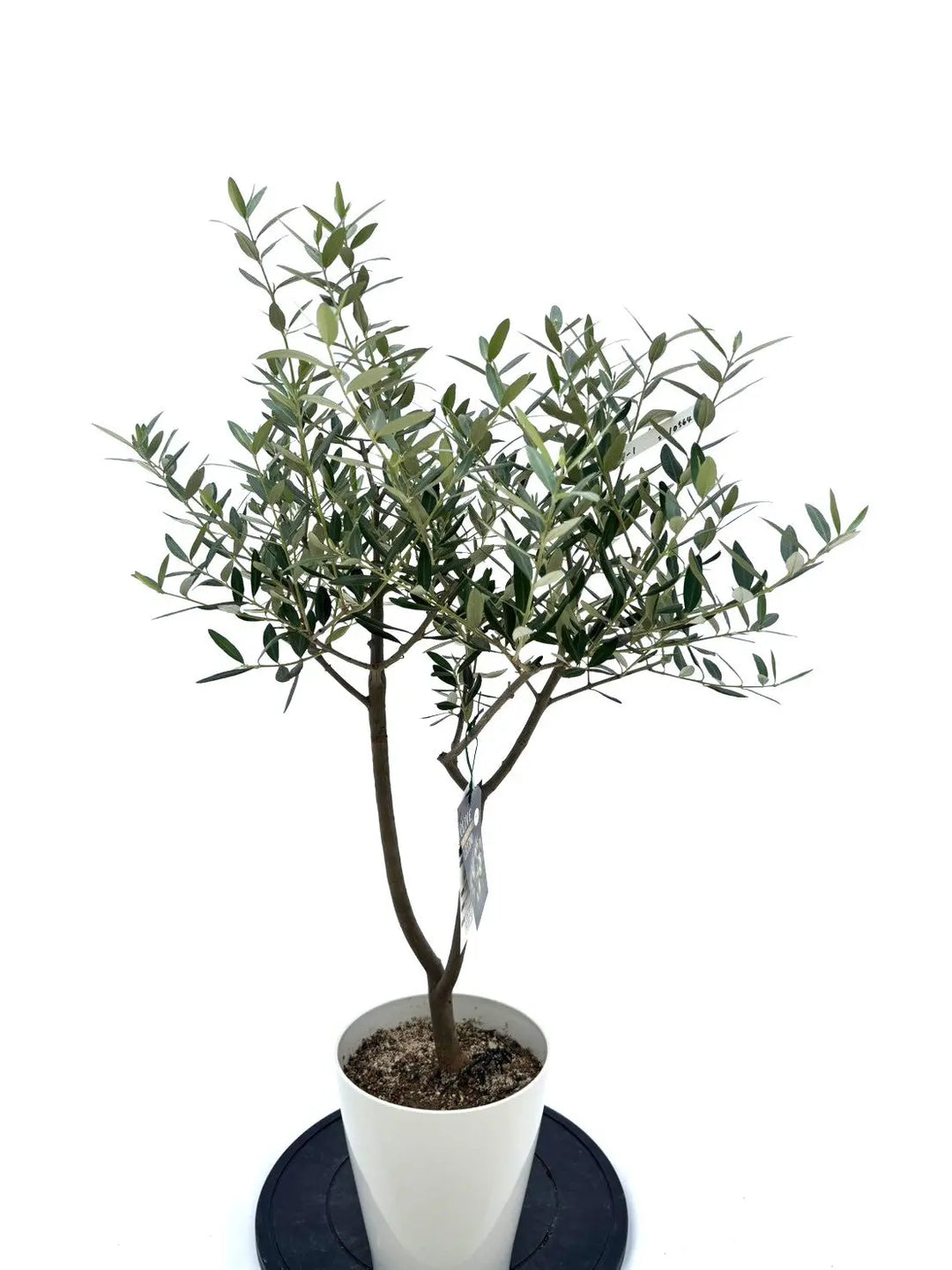 人気・銀葉】レッチーノ（オリーブの木）〈シンボル向き〉｜100cm｜S