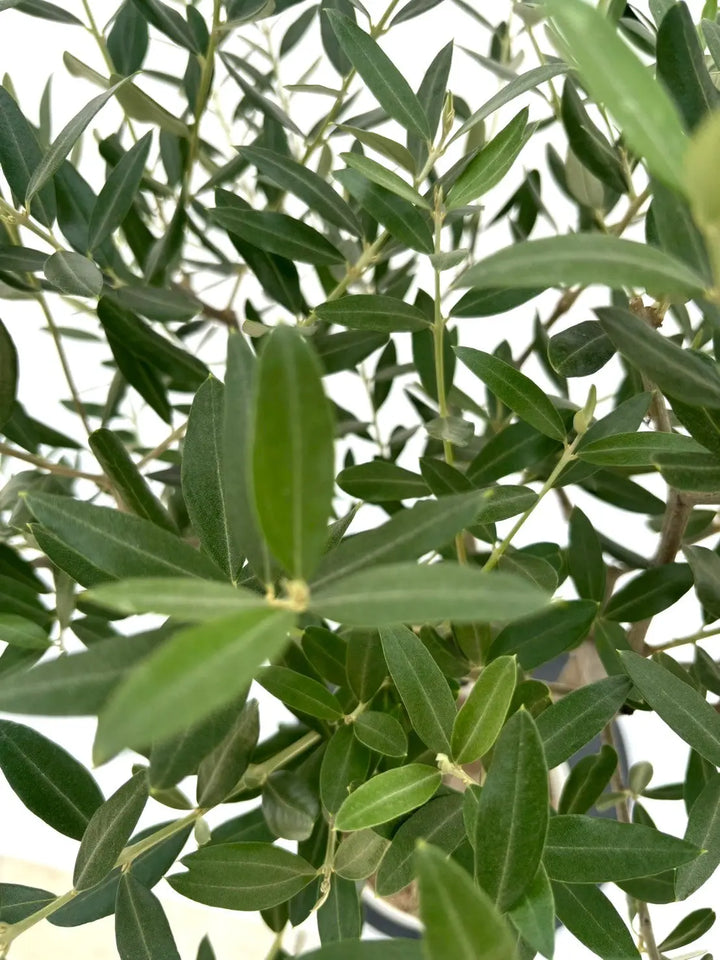 人気・銀葉】レッチーノ（オリーブの木）〈シンボル向き〉｜100cm｜S