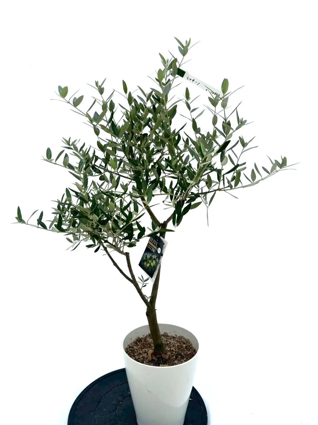 人気・銀葉】レッチーノ（オリーブの木）〈シンボル向き〉｜100cm｜S