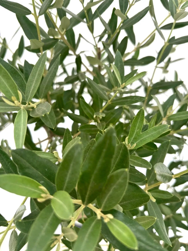 人気・銀葉】レッチーノ（オリーブの木）〈シンボル向き