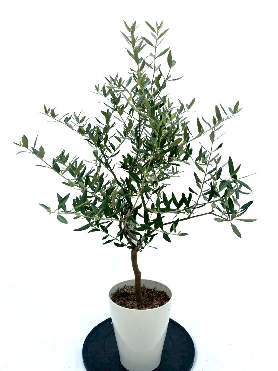 極太　オリーブの木　レッチーノ olive-leccino-1_0001.jpg