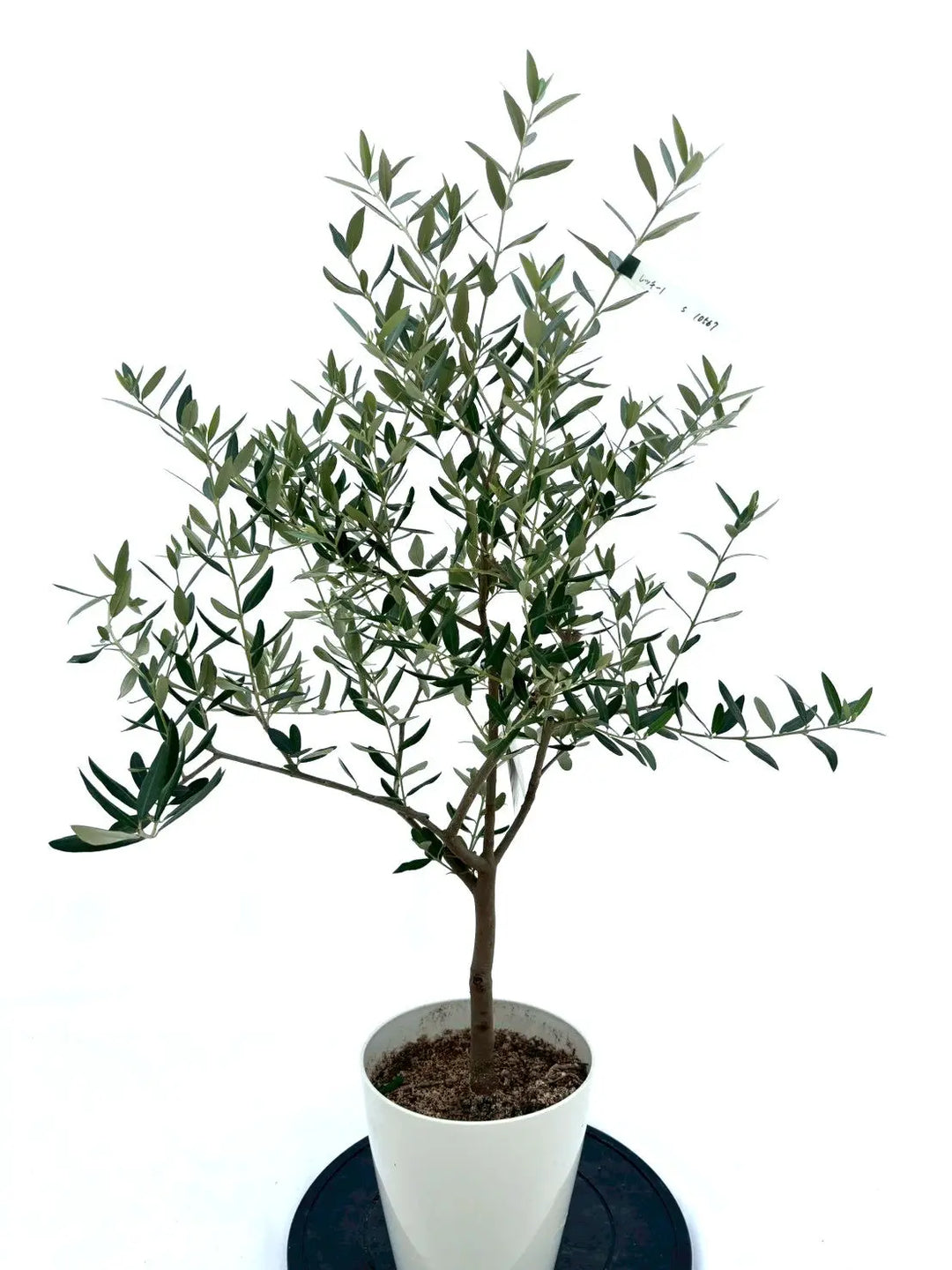 NO.10567-2_1080x.jpg?v=1753115361