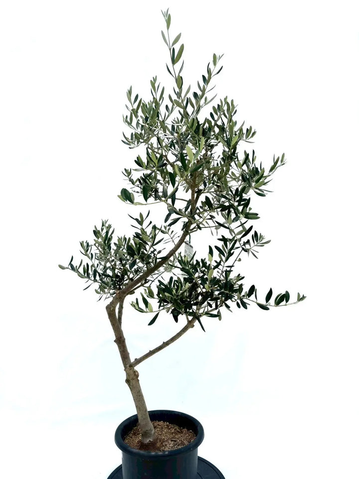 寒さに強い・開帳型】コレッジョラ（オリーブの木）〈病害虫に強い