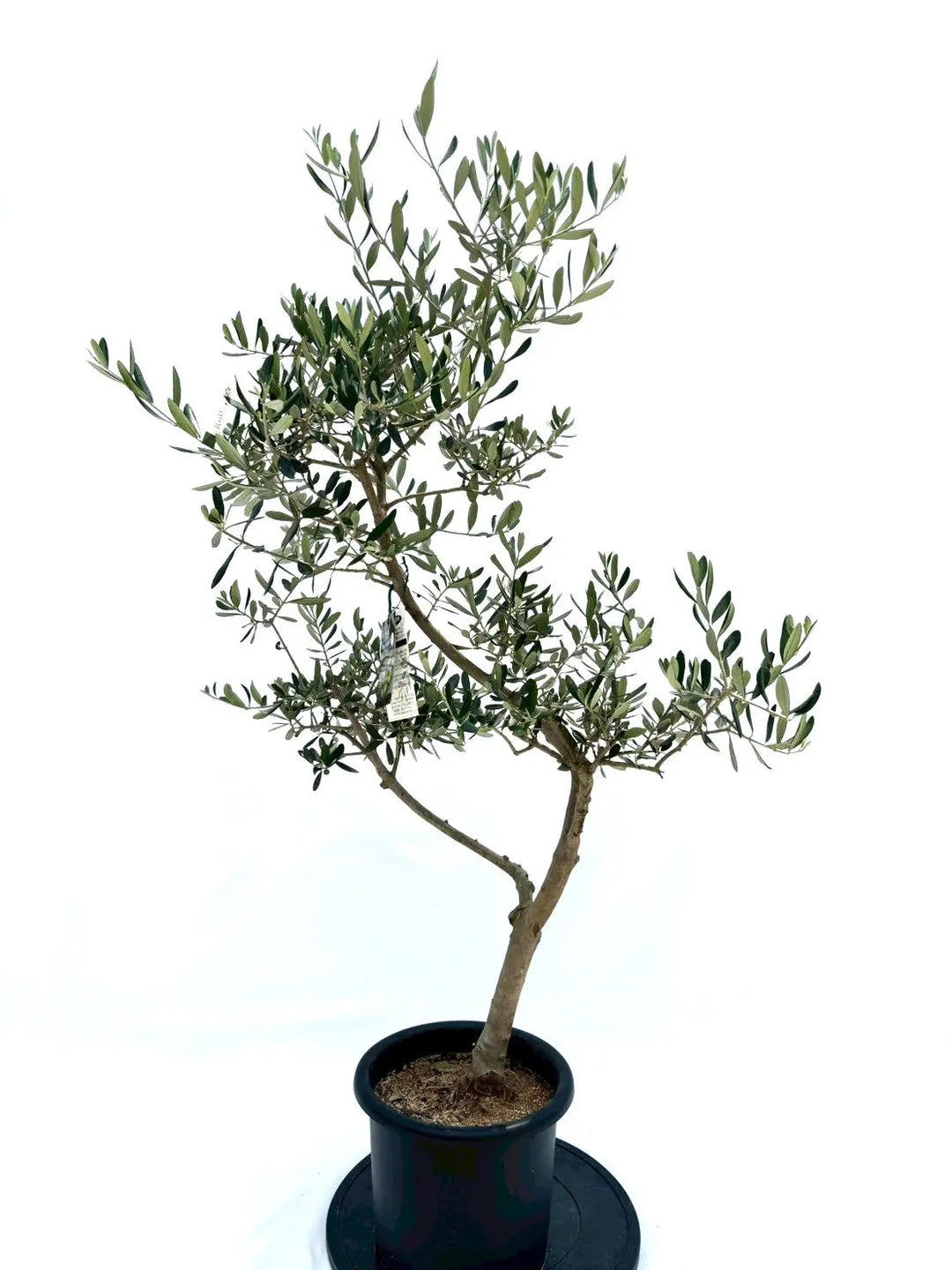 寒さに強い・開帳型】コレッジョラ（オリーブの木）〈病害虫に強い