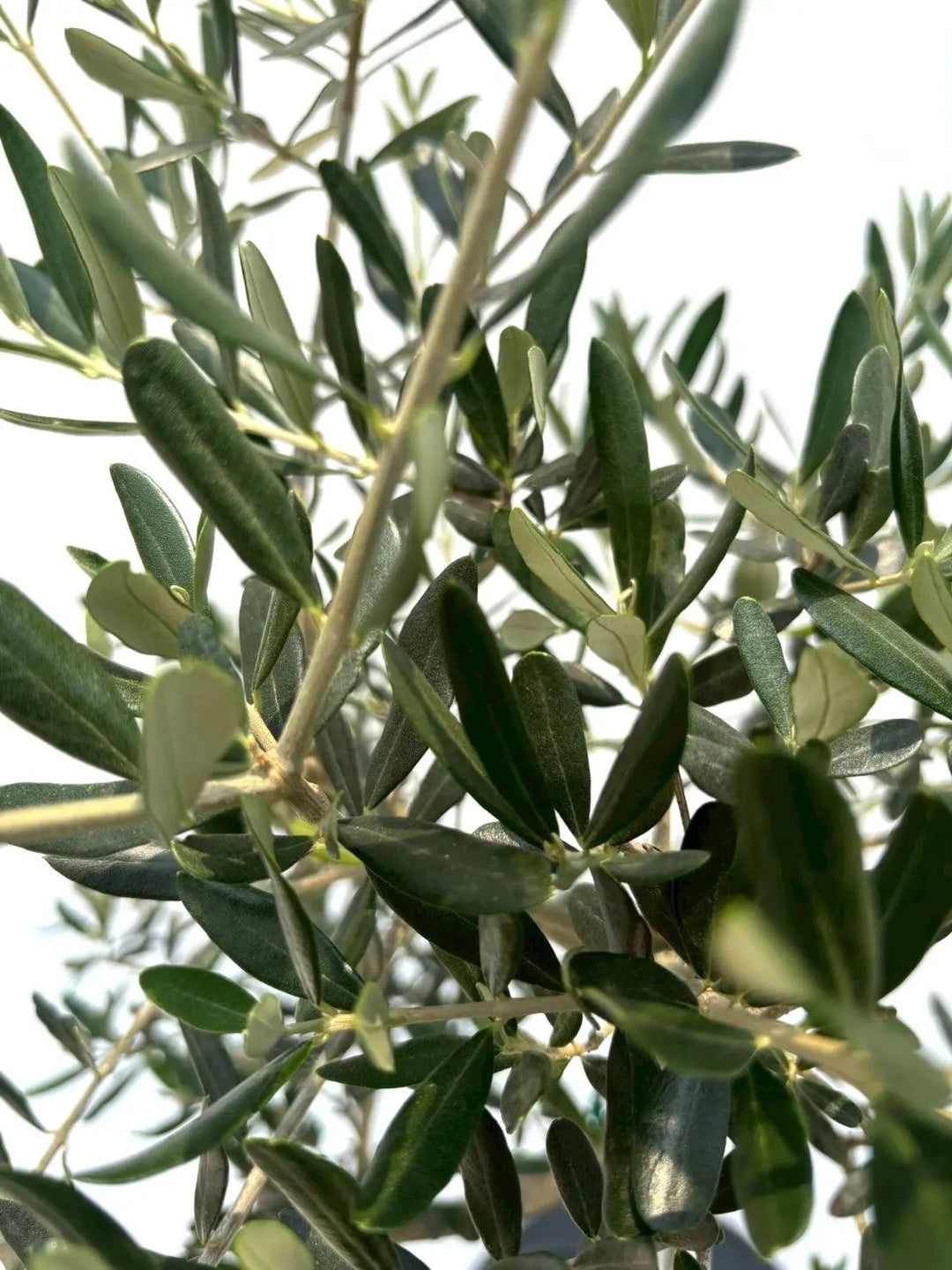 オリーブの木　コレッジョラ　10号　約180cm　K-184　一点物 オリーブの木 コレッジョラ 10号 約180cm K-184 一点物