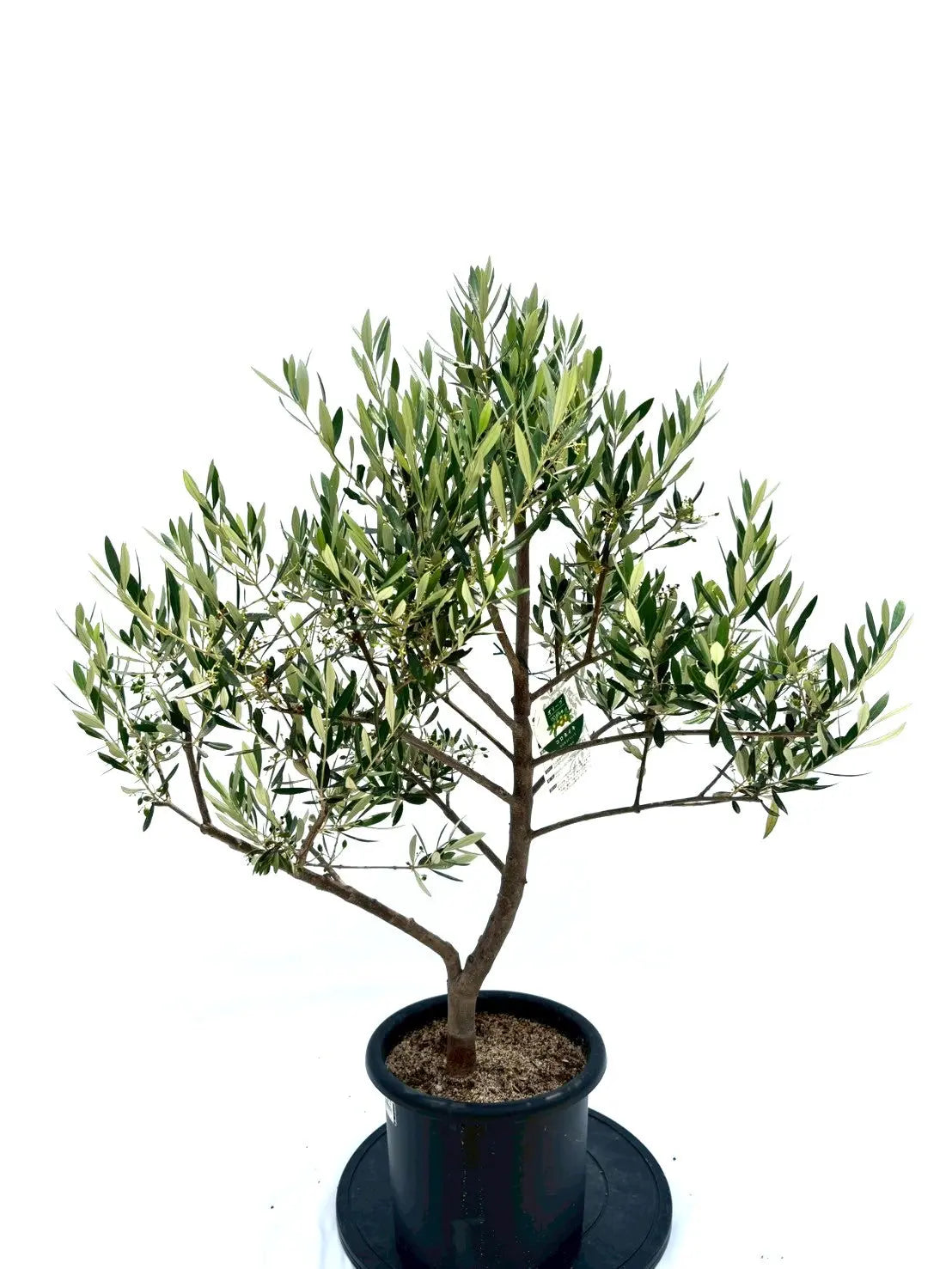 オリーブ　プロフご覧下さいです オイル用・小実】コロネイキ（オリーブの木）〈開帳型〉｜100cm