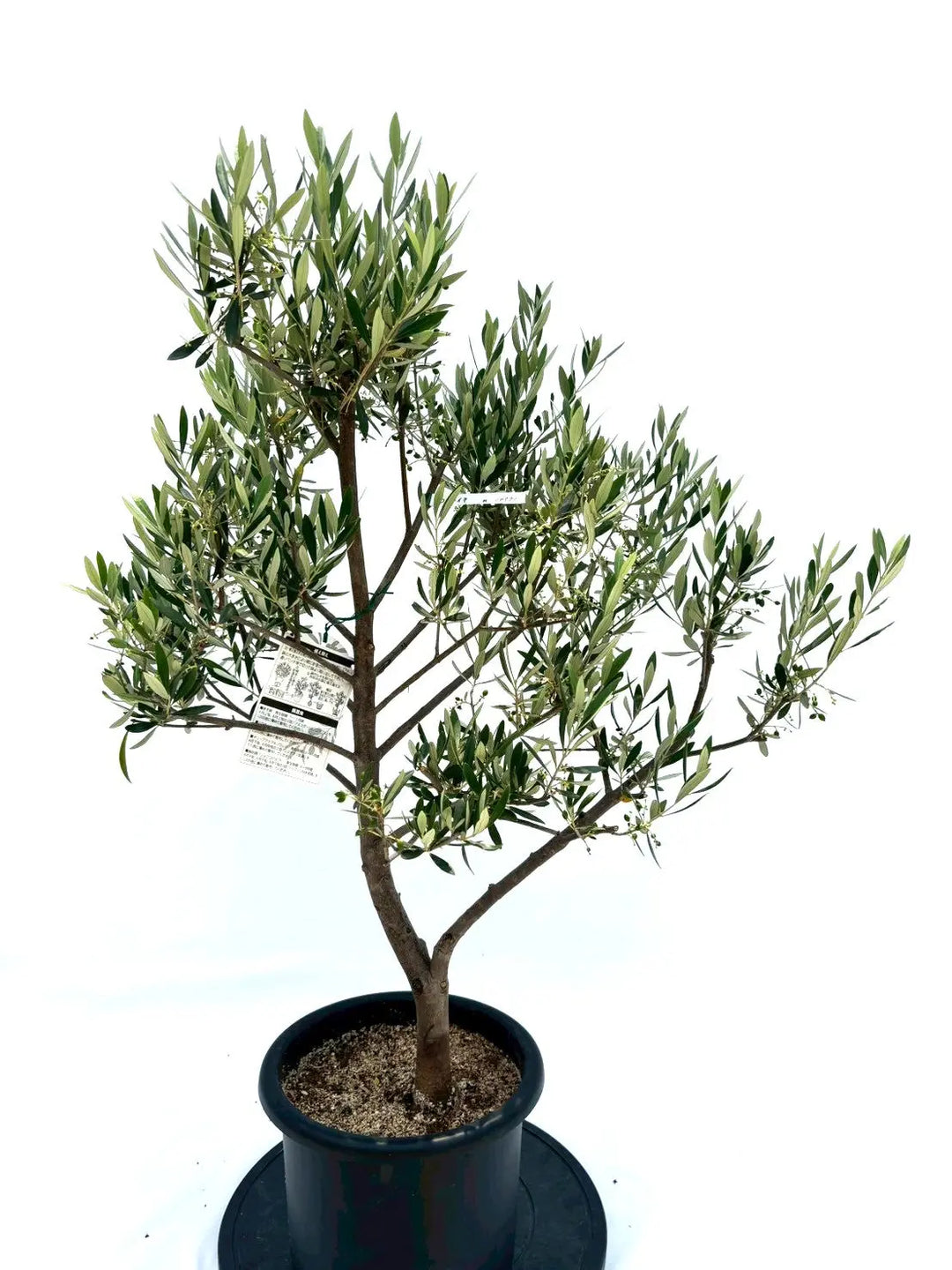 オイル用・小実】コロネイキ（オリーブの木）〈開帳型〉｜100cm｜M