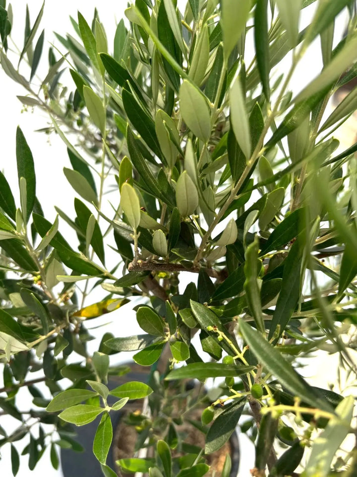 オイル用・小実】コロネイキ（オリーブの木）〈開帳型〉｜100cm｜M