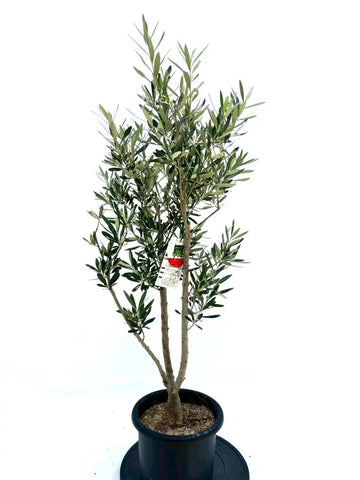 NEW【人気・初心者向き・シンボル向き】シプレシーノ（オリーブの木）｜130cm｜Mサイズ｜No.10572 株式会社鶴亀園