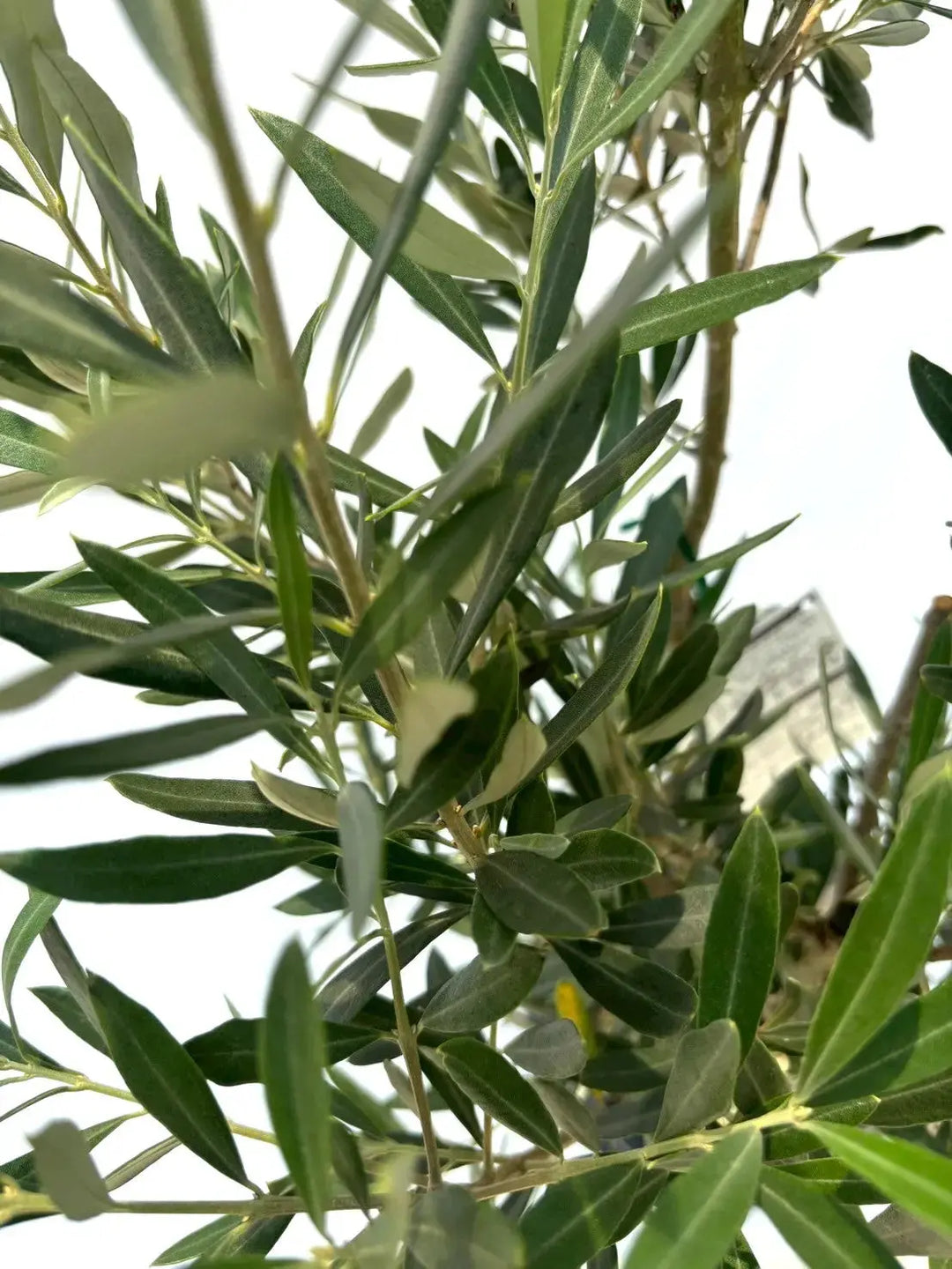 人気・初心者向き・シンボル向き】シプレシーノ（オリーブの木