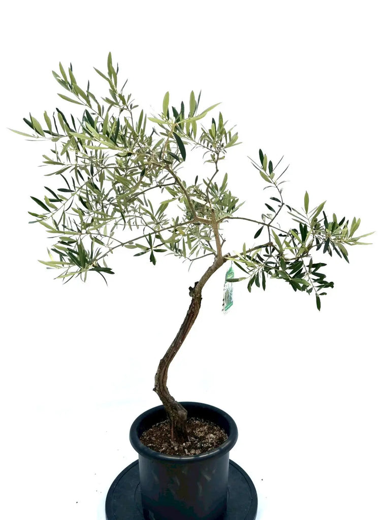 希少・柳型】マウリーノ（オリーブの木）〈シンボル向き〉｜110cm｜M