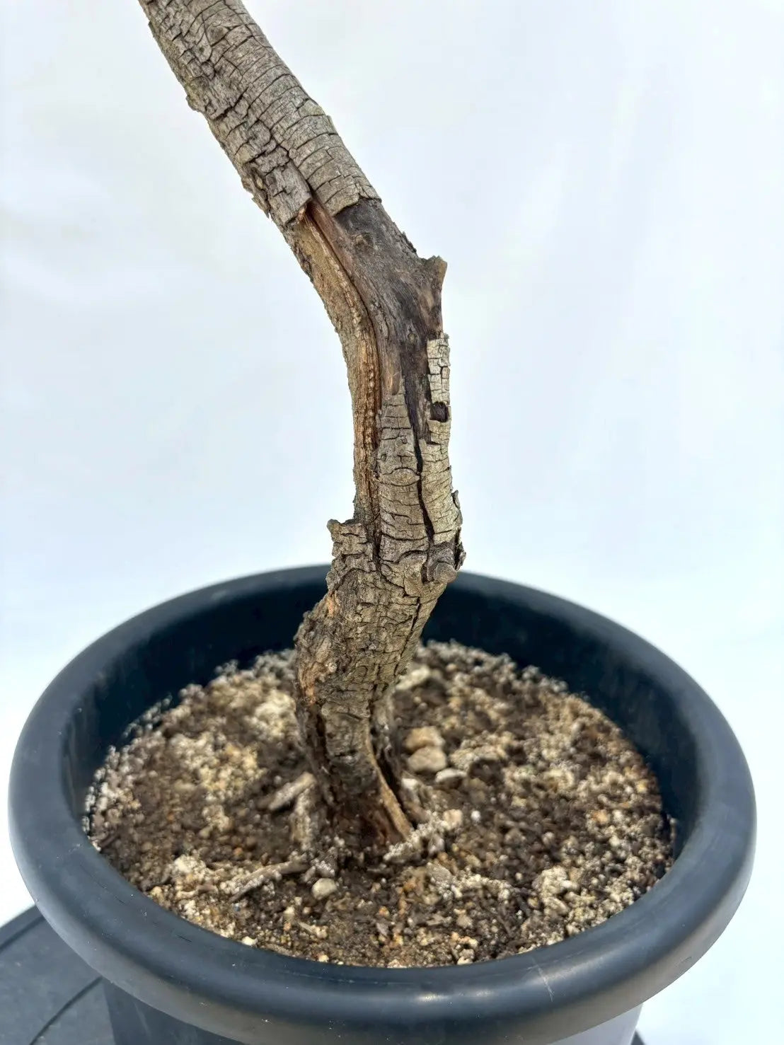 希少・柳型】マウリーノ（オリーブの木）〈シンボル向き〉｜110cm｜M