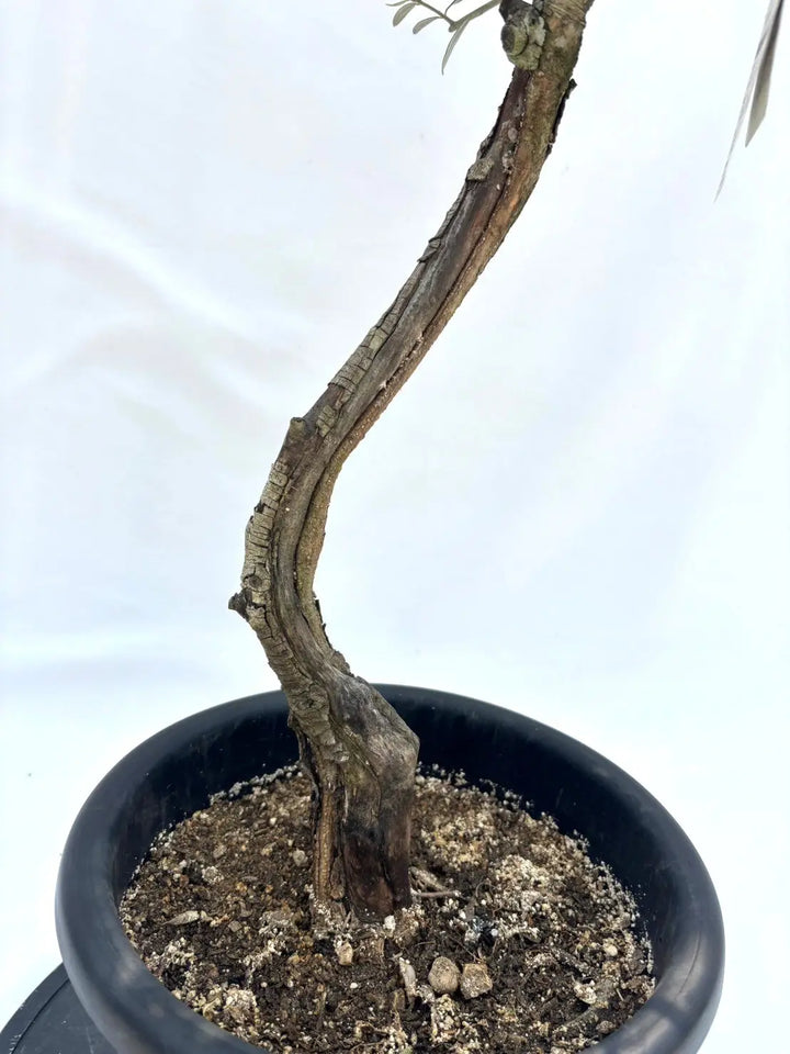 希少・柳型】マウリーノ（オリーブの木）〈シンボル向き〉｜110cm｜M