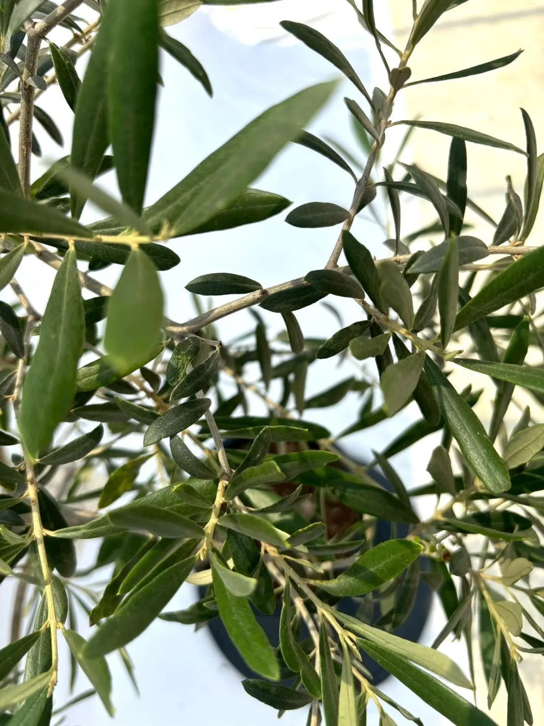 NO.10577-5_1080x.jpg?v=1753116029