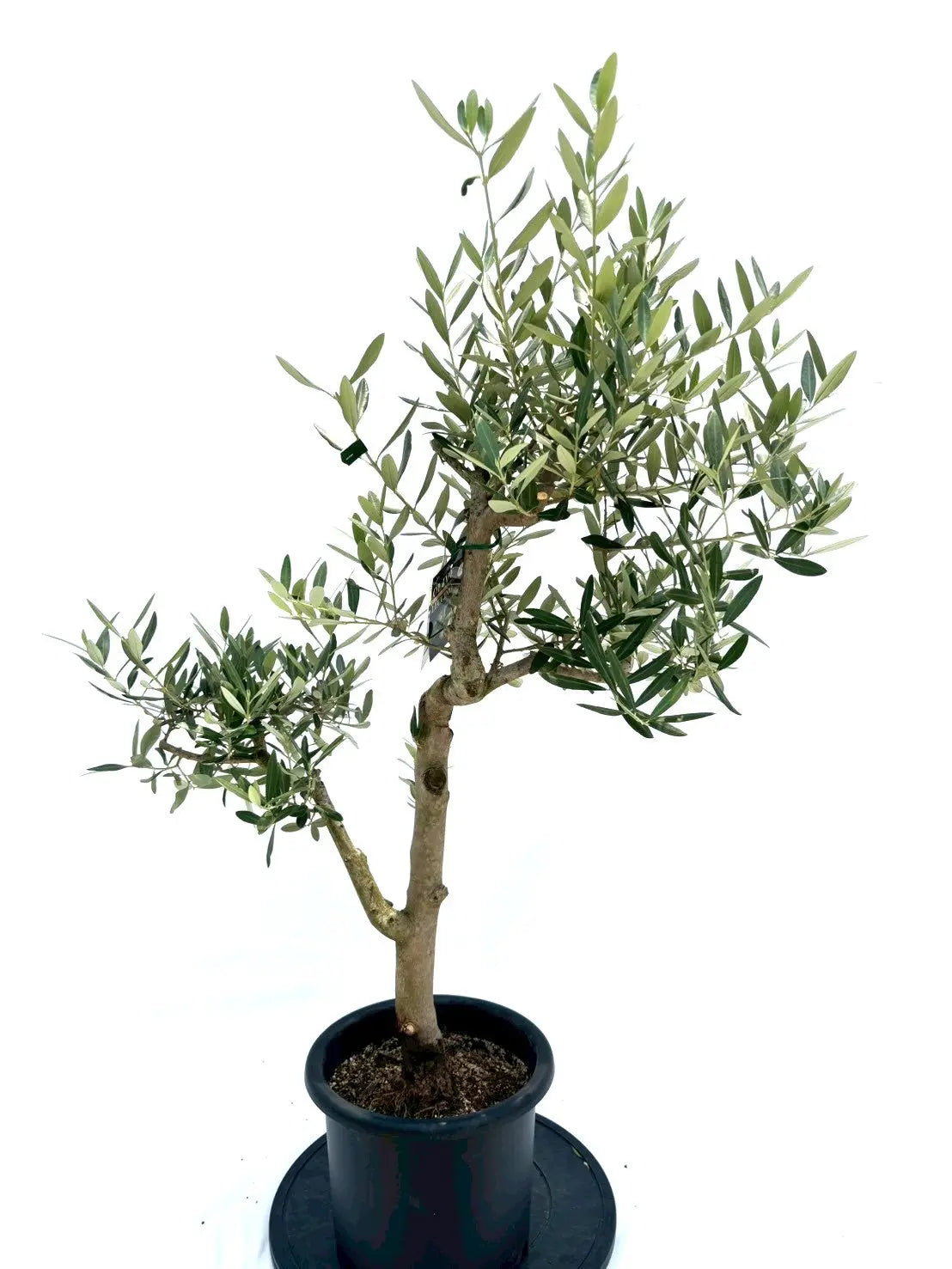 NEW【人気・銀葉】レッチーノ（オリーブの木）〈シンボル向き〉｜約120cm｜Mサイズ｜No.10579 株式会社鶴亀園
