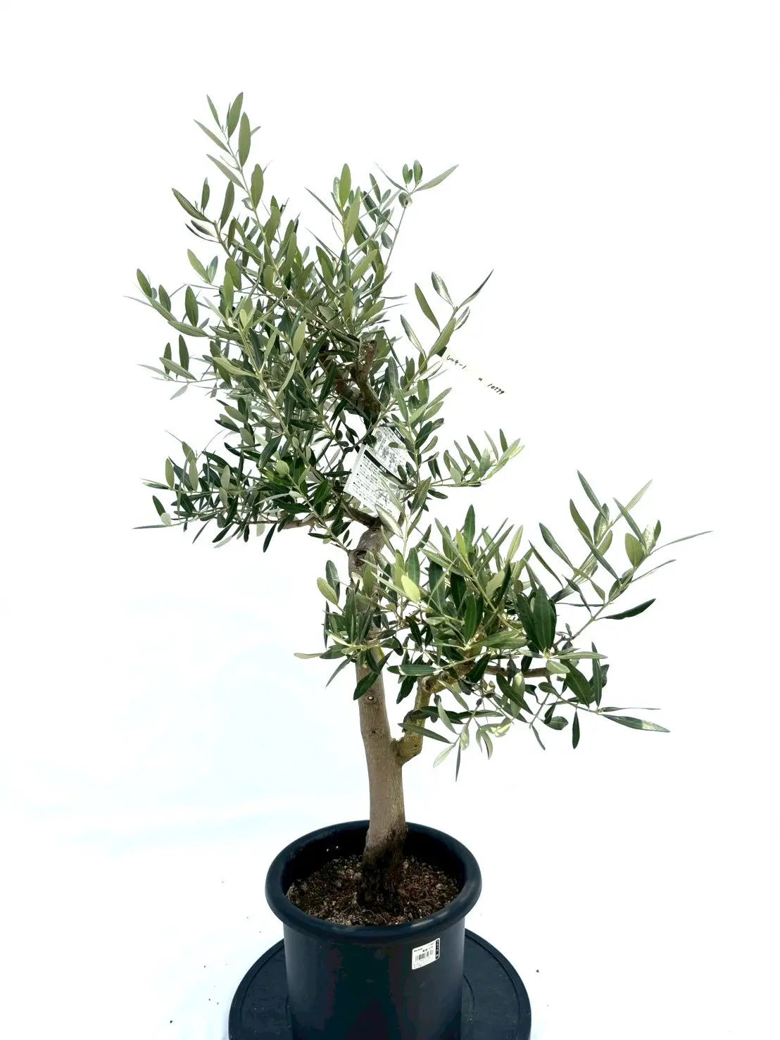 NEW【人気・銀葉】レッチーノ（オリーブの木）〈シンボル向き〉｜約120cm｜Mサイズ｜No.10579 株式会社鶴亀園