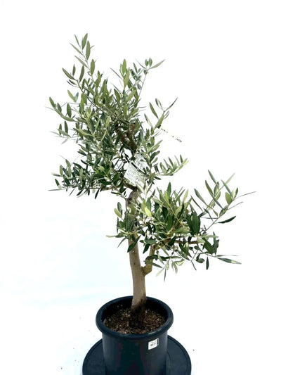 NEW【人気・銀葉】レッチーノ（オリーブの木）〈シンボル向き〉｜約120cm｜Mサイズ｜No.10579 株式会社鶴亀園