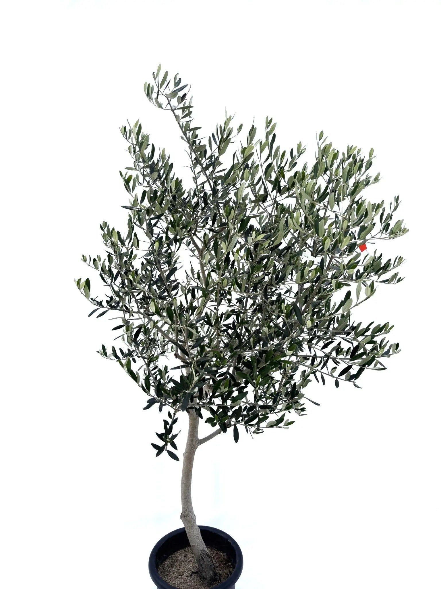 人気・寒冷地対応】ルッカ（オリーブの木）〈初心者向き〉｜175cm｜L