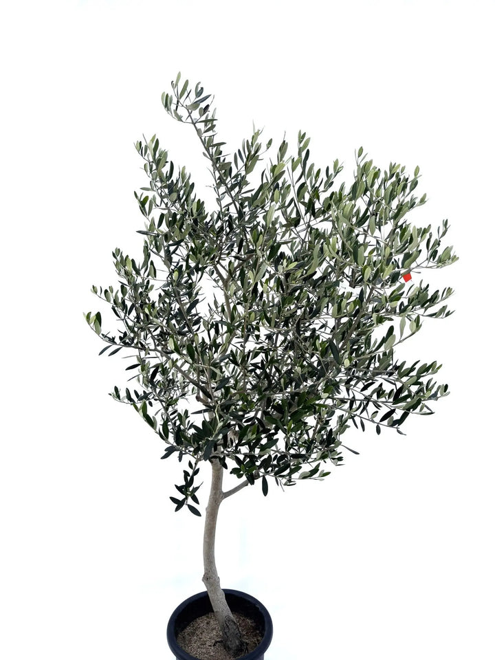 オリーブの木　ルッカ　8号　約90cm　K-257　人気品種　現品掲載 オリーブの木 ルッカ 8号 約90cm K-257 人気品種 現品掲載 NEWルッカ（