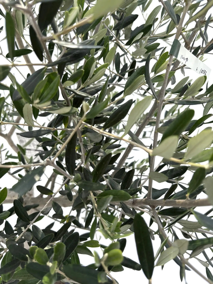 オリーブの木 ルッカ Lサイズ 約180cm NO.10282 オリーブの木 - 株式会社鶴亀園