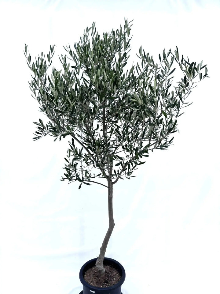 オリーブ ルッカ 盆栽 植木」の人気商品一覧 | 安い商品を通販サイト