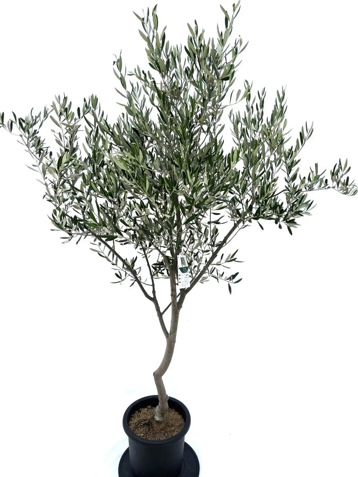 NEWルッカ（オリーブの木）｜Lサイズ｜No.10621｜約200cm｜人気・寒冷