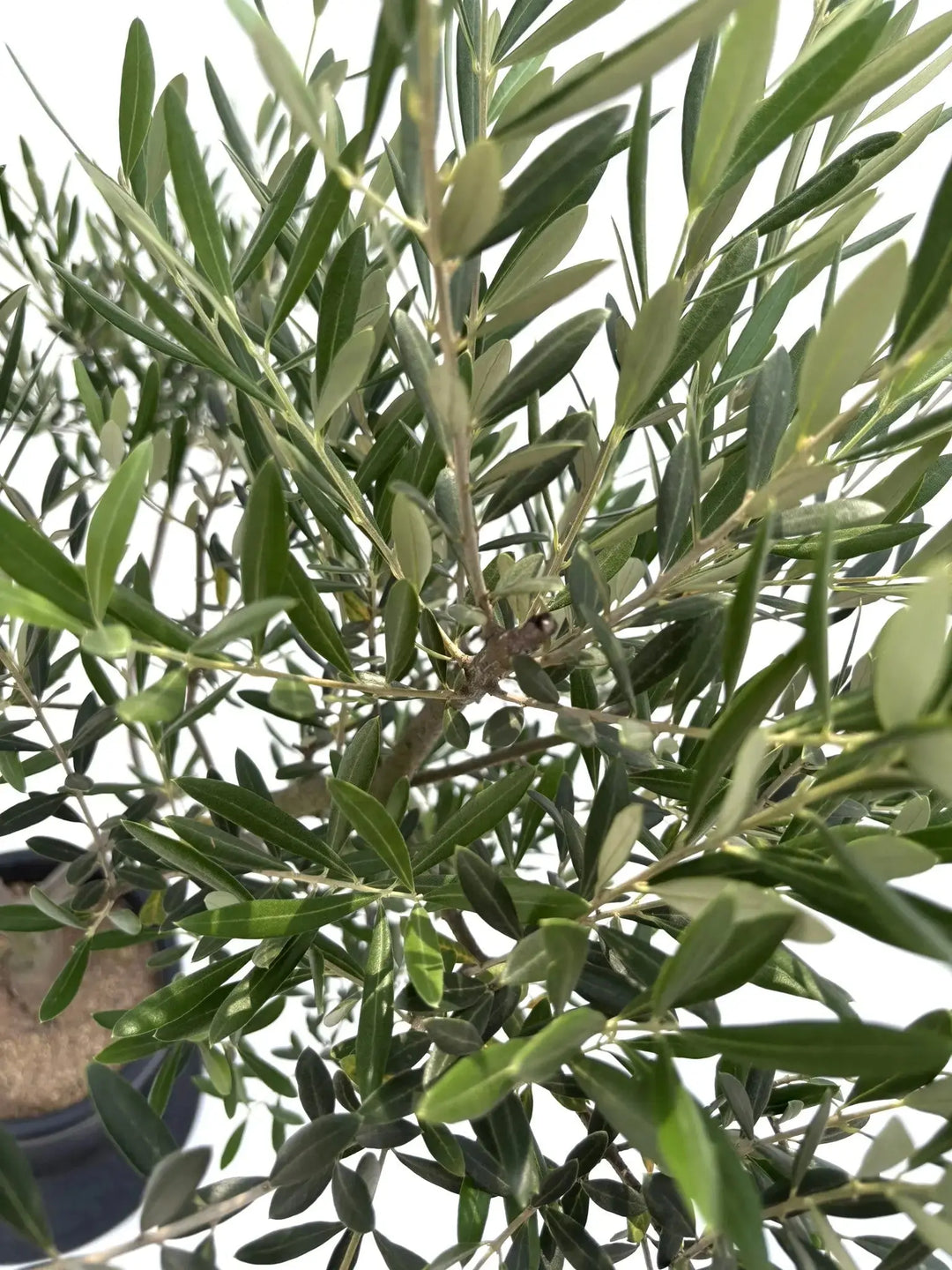 NEWルッカ（オリーブの木）｜Lサイズ｜No.10621｜約200cm｜人気・寒冷