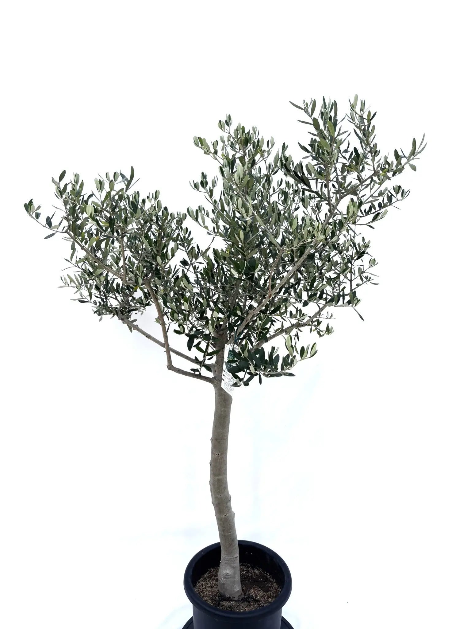 人気・寒冷地対応】ルッカ（オリーブの木）〈初心者向き〉｜160cm｜L