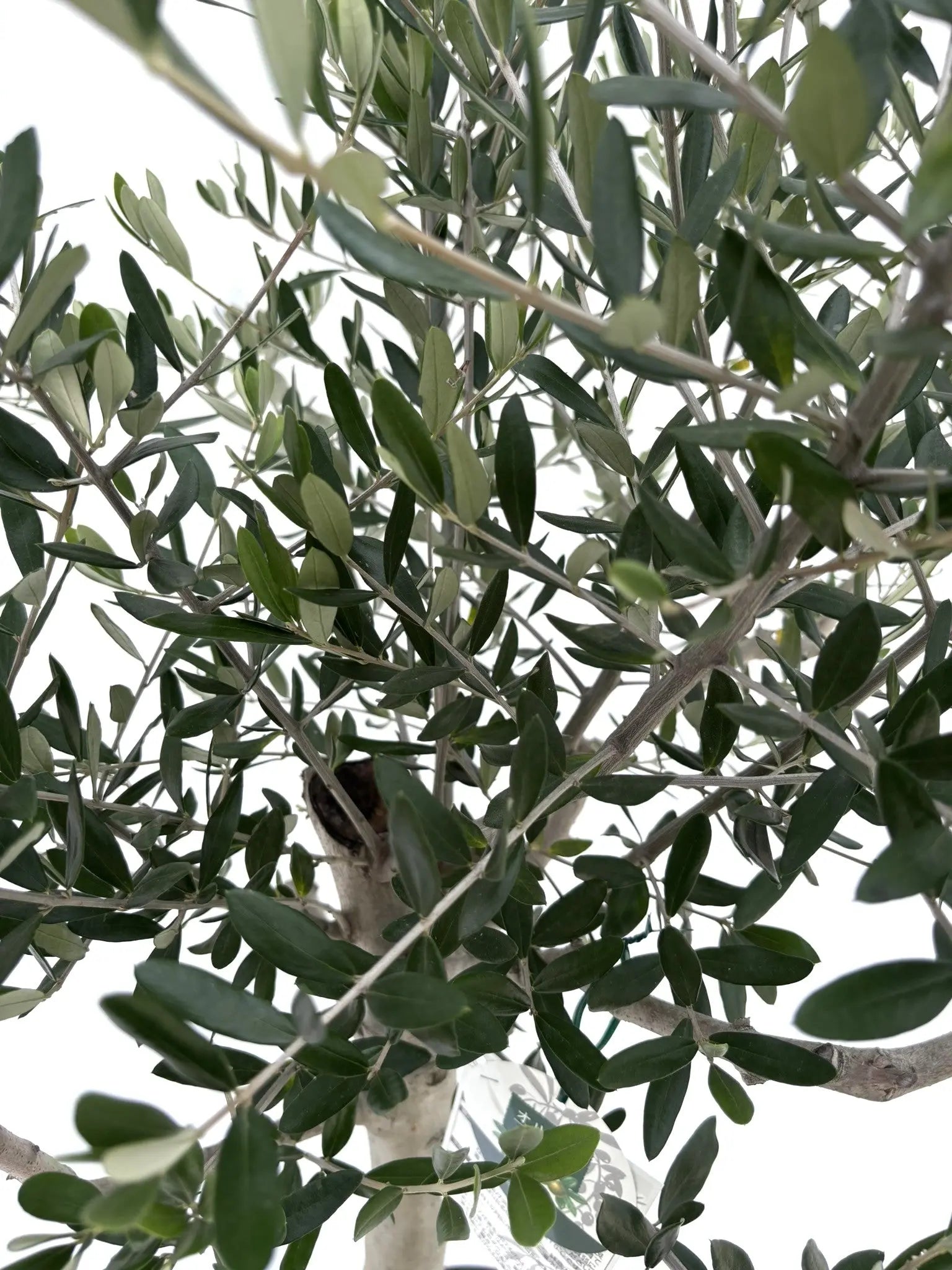 NO.10584-3.jpg?v=1753116382