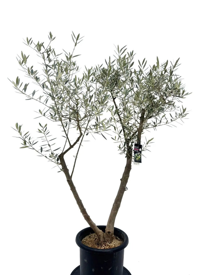オリーブの木　ピクアル　10号　約140cm　K-79　古木　人気品種　一点物 観葉植物 オリーブの木 10号 ピクアル プラスチック鉢 / 小倉園