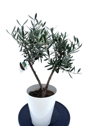 NEW【人気・直立型】コラチナ（オリーブの木）〈シンボル向き〉｜約70cm｜Sサイズ｜No.10592 株式会社鶴亀園