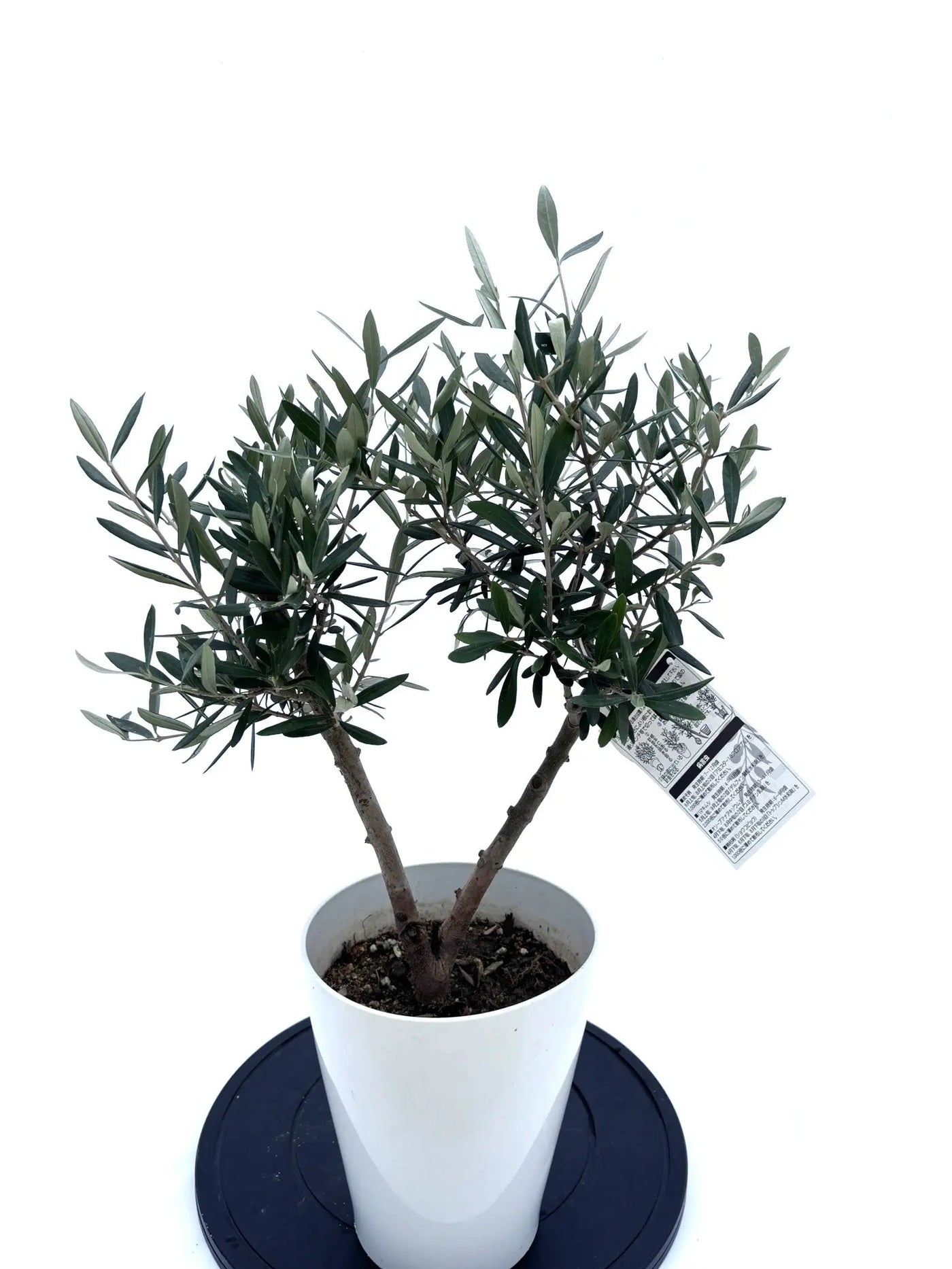 NEW【人気・直立型】コラチナ（オリーブの木）〈シンボル向き〉｜約70cm｜Sサイズ｜No.10592 株式会社鶴亀園