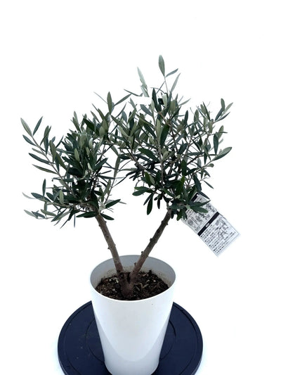 NEW【人気・直立型】コラチナ（オリーブの木）〈シンボル向き〉｜約70cm｜Sサイズ｜No.10592 株式会社鶴亀園